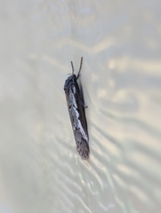 Philobota stella