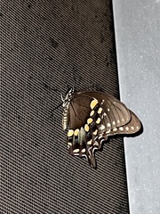 Papilio troilus
