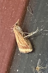 Microtheoris ophionalis