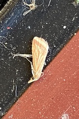 Microtheoris ophionalis