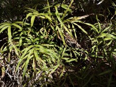 Pteris cretica
