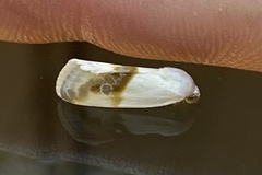 Ponometia binocula