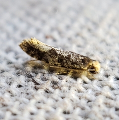 Monopis marginistrigella