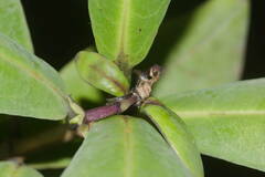 Kadua