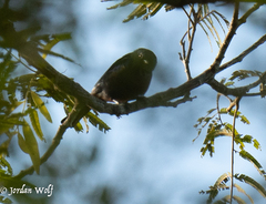 Pachyramphus minor