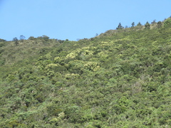 Weinmannia tomentosa