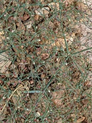 Eriogonum parishii