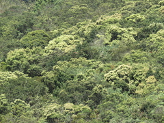 Weinmannia tomentosa