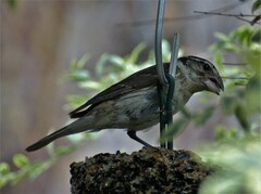 Pheucticus melanocephalus