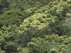 Weinmannia tomentosa