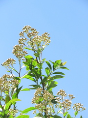 Baccharis prunifolia