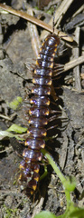 Kepolydesmus anderisus