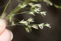 Deschampsia nubigena