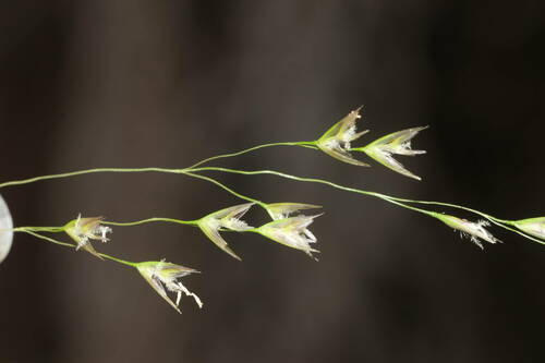 Deschampsia nubigena