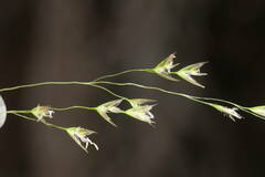 Deschampsia nubigena