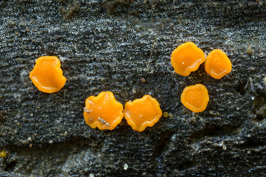 Miladina lecithina