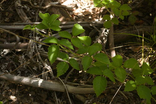 'Akala (Rubus macraei)