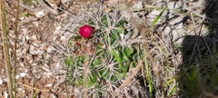 Eriosyce castanea