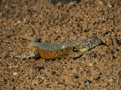 Liolaemus nigromaculatus