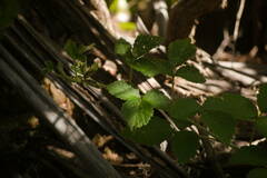 Rubus macraei