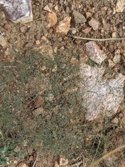 Eriogonum parishii