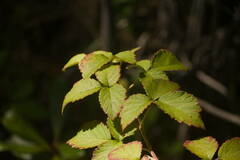 Rubus macraei