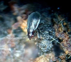 Ceratocombidae