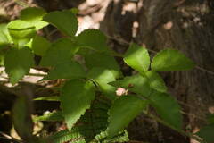 Rubus macraei