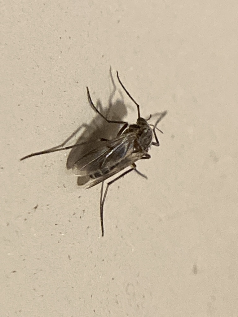 Chironomoidea from Pleasant Ave, Canonsburg, PA, US on August 20, 2022