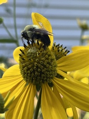Bombus griseocollis