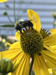 Bombus griseocollis