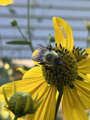 Bombus griseocollis