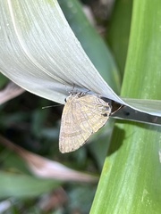 Rapala varuna formosana