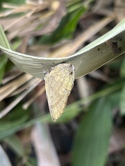 Rapala varuna formosana