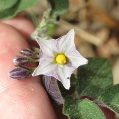 Solanum stoloniferum