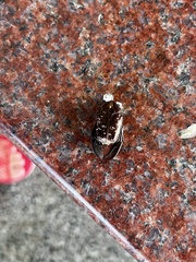 Protaetia orientalis sakaii