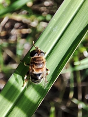 Palpada mexicana