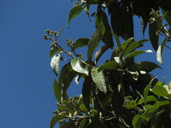 Critoniopsis bogotana