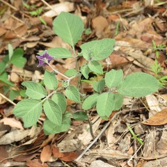 Solanum stoloniferum