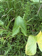 Sagittaria montevidensis