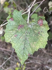 Vitis shuttleworthii