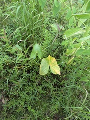 Sagittaria montevidensis