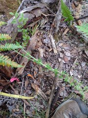 Coprosma ernodeoides