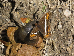 Adelpha corcyra