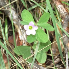 Oxalis metcalfei