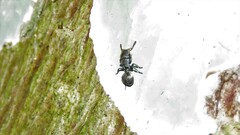 Cephalotes multispinosus