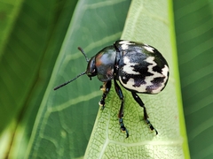 Leptinotarsa lacerata