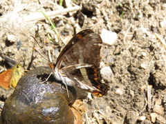 Adelpha corcyra