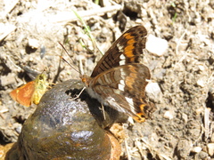 Adelpha corcyra