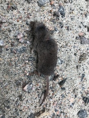 Sorex fumeus